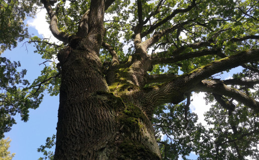 Bradesių ąžuolas_2.jpg