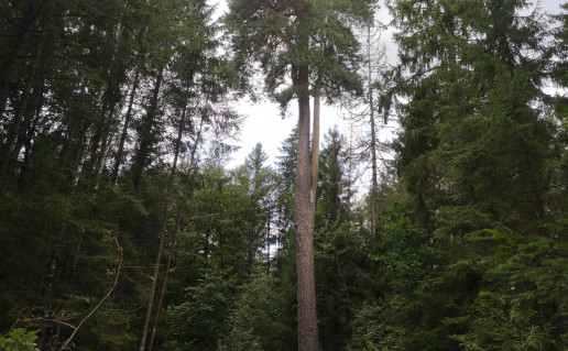 Ilgašilio pušis.jpg