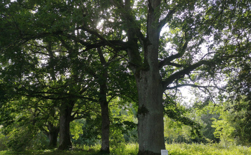 Bradesių ąžuolas II.jpg