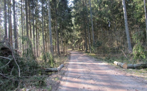 Ilgio ežero pėsčiųjų-dviračių trasa.jpg