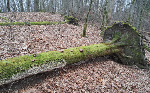 Punios šilo kraštovaizdis 02.jpg