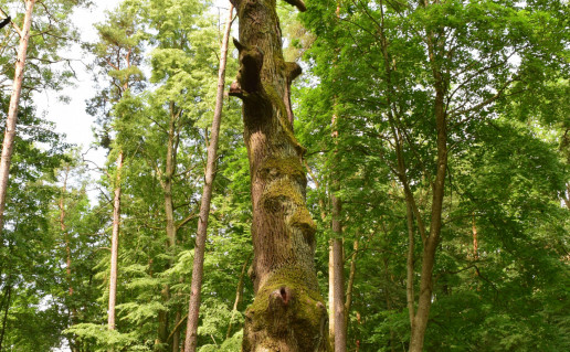 taikos kalno azuolas.JPG