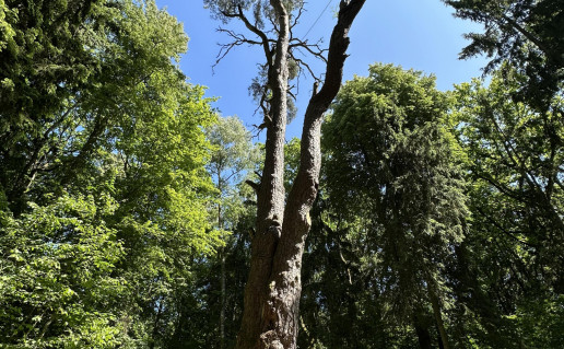 Rumšiškių pušis.JPG