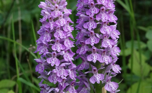 2 Nuotr. Ž. Sinkevičius.JPG