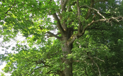 Stirbaiciu azuolas. S. Kvasinsko n.JPG