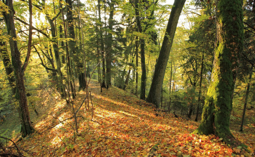 Punios šilo kraštovaizdis 06.JPG