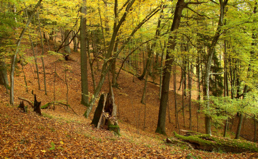 Punios šilo kraštovaizdis 05.JPG