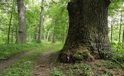 Punios šilo kraštovaizdis 03.JPG