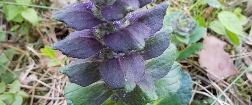 1-20180509_stacioji-vasgina-ajuga-pyramidalis-5c9cb564bdcc1.jpg