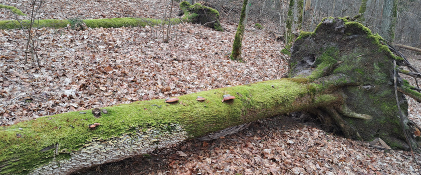 Punios šilo kraštovaizdis 03.jpg