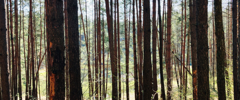 miško skirtumai2.jpg